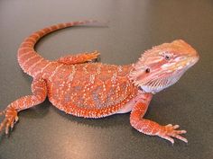 an orange and white lizard sitting on top of a table