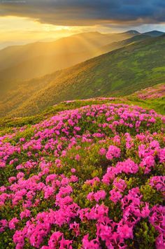 pink flowers blooming on the side of a mountain