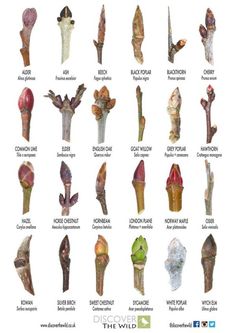 the different types of flowers are shown in this poster, which shows their stems and leaves