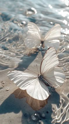 two white butterflies floating on top of water