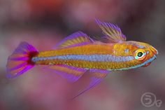 an orange and blue fish swimming in the water