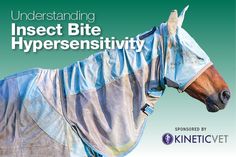 a horse covered in a blanket with the words, understanding insect bite hyperensivity