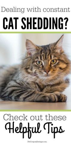 a cat sitting on top of a table next to a green sign that says, dealing with constant cat shedding? check out these helpful tips