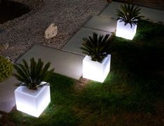 some plants that are sitting on some concrete blocks in the grass and lit up at night