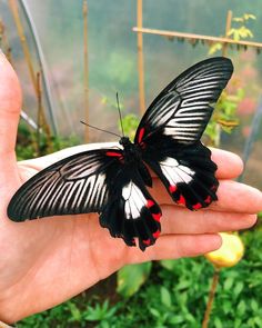 a hand holding a black and white butterfly in it's right hand with green plants behind it