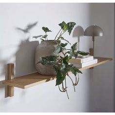 a potted plant sitting on top of a wooden shelf