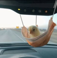 a small bird is sitting in a hammock hanging from the dashboard of a car