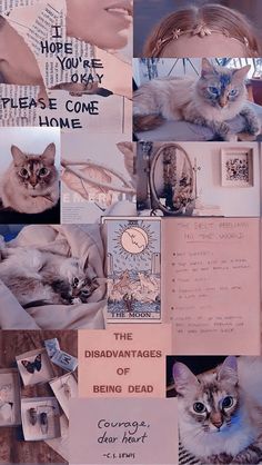 a collage of pictures with cats and other things in them, including paper work