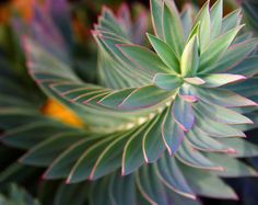 an image of a plant with the words seed story on it's bottom corner