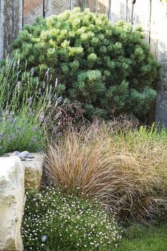 some very pretty plants and rocks by a fence