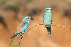 two colorful birds sitting on top of a tree branch in front of a brown field