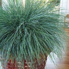 a potted plant sitting on top of a hard wood floor next to a window