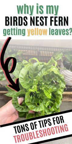 a person holding some green plants in their hand with the text why is my birds nest fern getting yellow leaves? tons of tips for troubleshooting