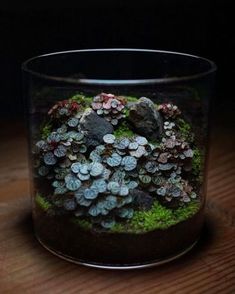 a glass container filled with lots of different types of plants and rocks sitting on top of a wooden table