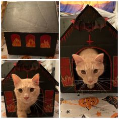 three pictures of an orange cat in a house made out of cardboard and paper mache