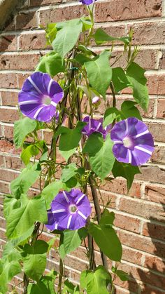 purple flowers growing on the side of a brick wall