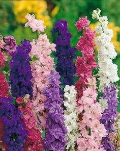 Common Delphinium color mix 500 seeds - Vesta Market Bouquet Champetre, Larkspur Flower, Indoor Flowers, Blue Garden, Seed Company, Flower Spike, Ornamental Plants, Delphinium