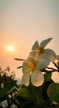 the sun is setting behind some white flowers