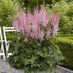 a planter filled with lots of purple flowers next to a white chair in a garden