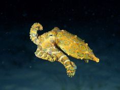 a large yellow and black animal floating in the ocean water at night with its head turned to look like an octopus