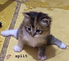 a kitten is sitting on the floor and looking at something with caption that reads, split