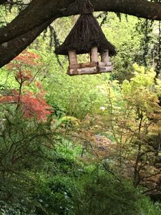 a bird feeder hanging from a tree in the woods with trees and bushes around it