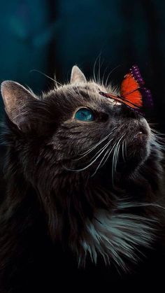 a close up of a cat with a butterfly on its head