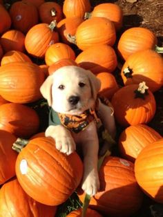 a yellow lab puppy sitting in a pile of pumpkins