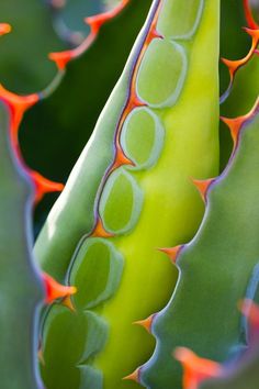 an image of a plant that is close up