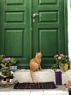 an orange cat sitting in front of a green door with potted plants next to it