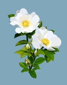 two white flowers with green leaves on a blue background