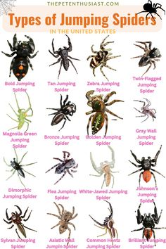 types of jumping spider in the united states, with their names and pictures on it