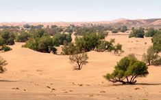 several trees in the desert with mountains in the backgrouds and sand dunes behind them