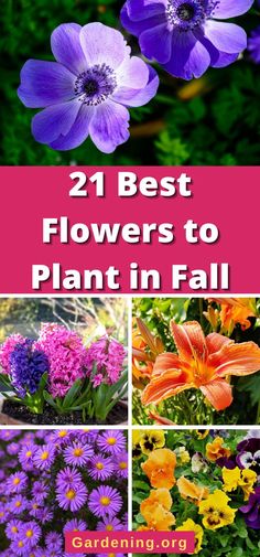 the best flowers to plant in fall