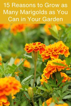 15 Reasons to Grow as Many Marigolds as You Can in Your Garden Marigolds In Garden, Plants That Repel Mosquitoes, Garden Tricks, Herbs Growing, Growing Marigolds, Mosquito Repelling Plants, Wild Garden, Natural Pest Control