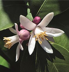 a white flower with yellow stamens on it's center surrounded by green leaves