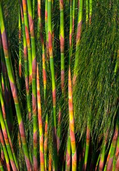 some very pretty green and orange plants with long stems in the middle of it's foliage