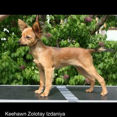 a small brown dog standing on top of a black table next to bushes and trees