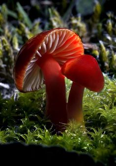 a close up of a mushroom on the ground