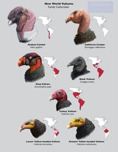 the different types of vultures in each country