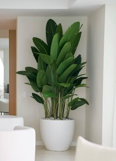 a large potted plant sitting on top of a white table next to a chair