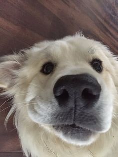 a close up of a dog's face and nose