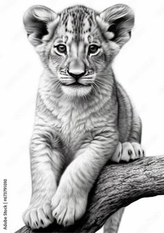 a pencil drawing of a baby lion sitting on a tree branch, looking at the camera