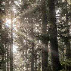 the sun is shining through the trees in the forest