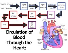 the diagram shows how blood flows through the heart