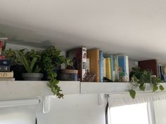 some books and plants are sitting on a shelf