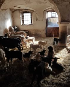 there are many sheep and goats in the barn