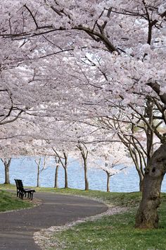 two park benches under cherry blossom trees on the side of a road next to water