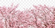 some pink trees with no leaves in the spring, hd png downloads and psd