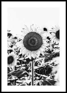 a black and white photo of a sunflower in the middle of an open field